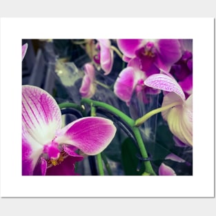 Pink Orchid Floral Plant Flower Blossoms Posters and Art